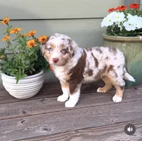 RMM , a male Miniature Australian Shepherd for sale in Hamilton, MT – 3 of 4