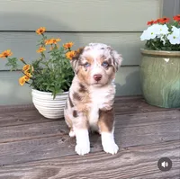 RMM , a male Miniature Australian Shepherd for sale in Hamilton, MT – 2 of 4