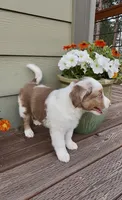RMM2, a male Miniature Australian Shepherd for sale in Hamilton, MT – 6 of 6