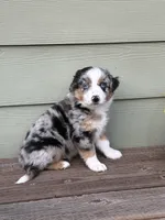 BMM, a male Miniature Australian Shepherd for sale in Hamilton, MT – 2 of 3
