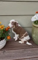 RMM2, a male Miniature Australian Shepherd for sale in Hamilton, MT – 5 of 6