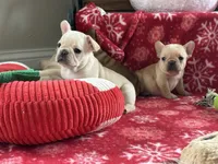 processed/1fff7db9-4010-455d-a47f-f7013612f22a/listing/1eae490b-4ac0-4000-982d-94ffafa54328/486d73d4-3c69-45ef-9c05-b3a228a474d4