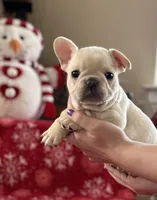 processed/1fff7db9-4010-455d-a47f-f7013612f22a/listing/1eae490b-4ac0-4000-982d-94ffafa54328/b9192474-3aad-45fc-8cfe-7679398a7c5a