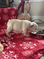 processed/1fff7db9-4010-455d-a47f-f7013612f22a/listing/1eae490b-4ac0-4000-982d-94ffafa54328/ea665ca9-fc3e-4ad9-9818-bfe51477392e