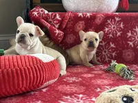 processed/1fff7db9-4010-455d-a47f-f7013612f22a/listing/1eae490b-4ac0-4000-982d-94ffafa54328/f273ff77-eecb-4239-b0a3-b41496a6e163