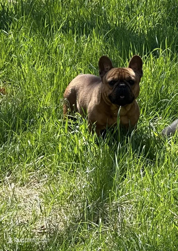 Sentinel  – French Bulldog puppy for sale in Cumberland, MD