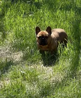 Sentinel , a male French Bulldog for sale in Cumberland, MD – 2 of 7