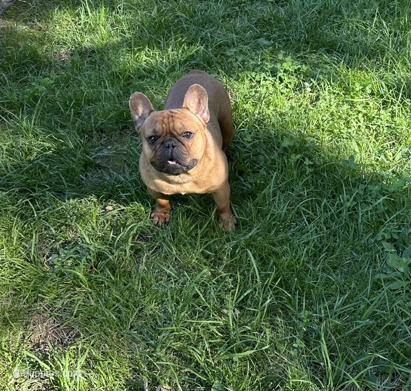 Sentinel  – French Bulldog puppy for sale in Cumberland, MD