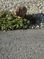 Sentinel , a male French Bulldog for sale in Cumberland, MD – 7 of 7