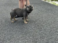 In heat now, a female French Bulldog for sale in Cumberland, MD – Photo 3 of 4