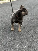 In heat now, a female French Bulldog for sale in Cumberland, MD – Photo 2 of 4