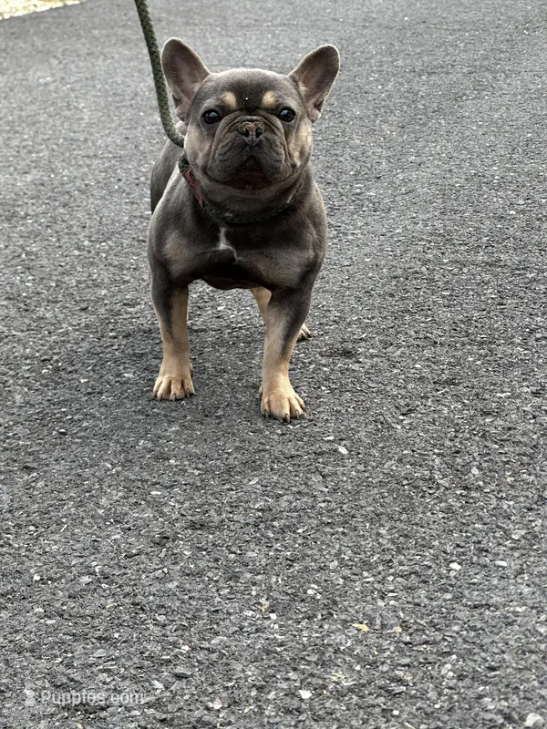 In heat now – French Bulldog puppy for sale in Cumberland, MD
