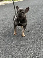 In heat now, a female French Bulldog for sale in Cumberland, MD – Photo 4 of 4