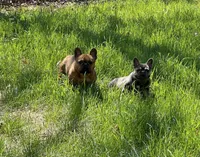 Bred Due 6/18, a female French Bulldog for sale in Cumberland, MD – 5 of 5