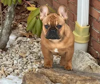 Sentinel , a male French Bulldog for sale in Cumberland, MD – 5 of 7