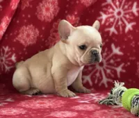 processed/1fff7db9-4010-455d-a47f-f7013612f22a/listing/d3c16f9b-740b-496a-8ccc-8b712f83b488/9bc94077-8d3c-4096-8989-38f6c7220f6d