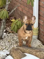 Sentinel , a male French Bulldog for sale in Cumberland, MD – 6 of 7