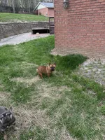 Sentinel , a male French Bulldog for sale in Cumberland, MD – 3 of 7
