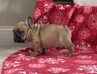 Teddy, a male French Bulldog for sale in Westminster, MD – Photo 5 of 6