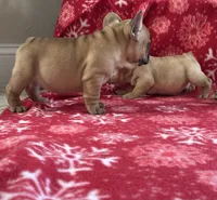 Teddy, a male French Bulldog for sale in Westminster, MD – Photo 6 of 6