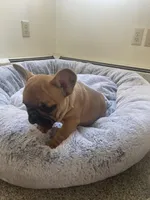 Teddy, a male French Bulldog for sale in Westminster, MD – Photo 2 of 6