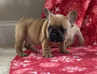 Teddy, a male French Bulldog for sale in Westminster, MD – Photo 4 of 6