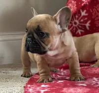 Teddy, a male French Bulldog for sale in Westminster, MD – Photo 3 of 6