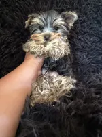 Kodi, a male Yorkshire Terrier for sale in Riverside, CA – 3 of 5