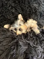 Kodi, a male Yorkshire Terrier for sale in Riverside, CA – 5 of 5