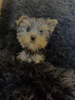 Kodi, a male Yorkshire Terrier for sale in Riverside, CA – 4 of 5