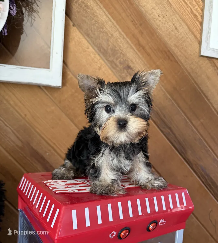 Kodi – Yorkshire Terrier puppy for sale in Riverside, CA