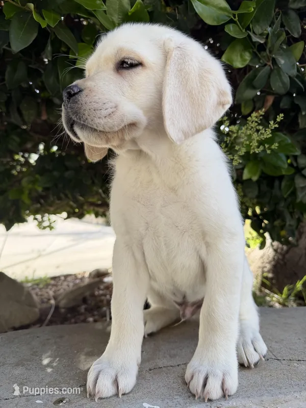 Mac – Labrador Retriever puppy for sale in Riverside, CA