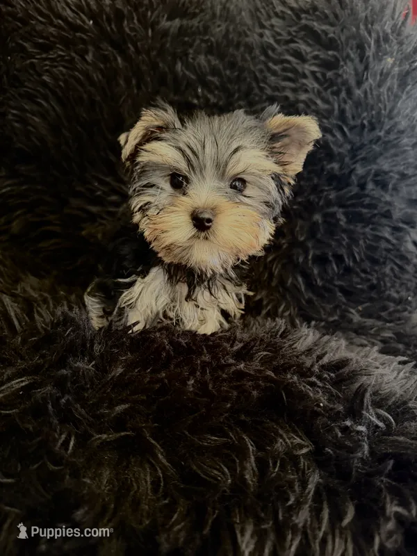 Kodi – Yorkshire Terrier puppy for sale in Riverside, CA