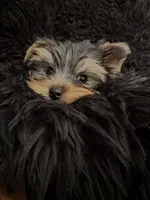 Kodi, a male Yorkshire Terrier for sale in Riverside, CA – 2 of 5