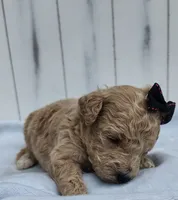 Elsie F1B mini goldendoodle, a female Miniature Goldendoodle for sale in Springfield, AR – 2 of 5