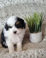 Bandit F1b mini Aussiedoodle, a male Miniature Aussiedoodle for sale in Springfield, AR – Photo 2 of 2