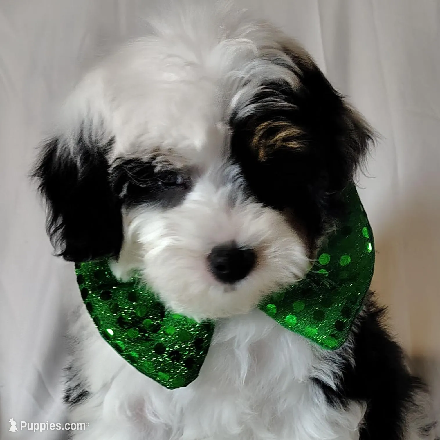 Bandit F1b mini Aussiedoodle – Miniature Aussiedoodle puppy for sale in Springfield, AR