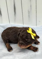 Penny F1 mini Aussiedoodle, a female Miniature Aussiedoodle for sale in Springfield, AR – 4 of 5