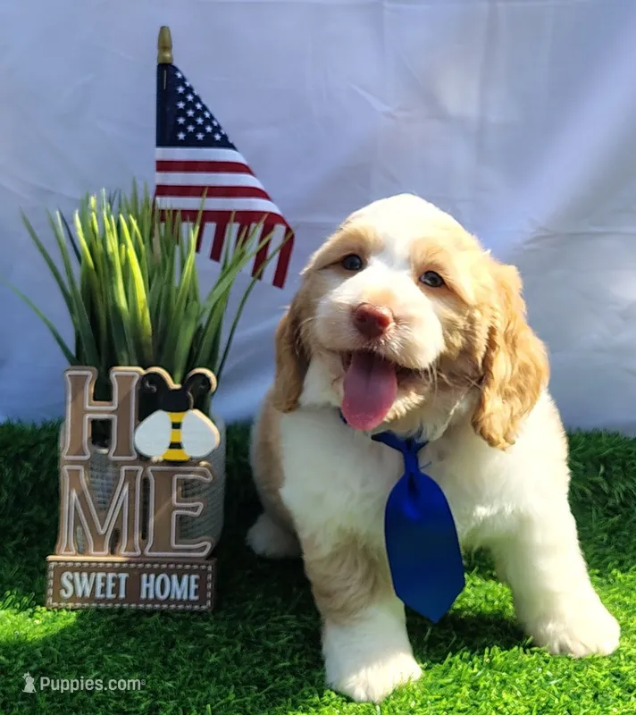 Sampson F1 Sproodle – Springer Doodle puppy for sale in Springfield, AR
