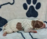 Rolo F1 cavapoo, a male Cavapoo for sale in Springfield, AR – 4 of 5