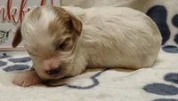 Peanut F1 cavapoo, a male Cavapoo for sale in Springfield, AR – 2 of 4