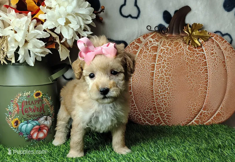 Sugar F1B mini goldendoodle – Miniature Goldendoodle puppy for sale in Springfield, AR