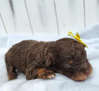Penny F1 mini Aussiedoodle, a female Miniature Aussiedoodle for sale in Springfield, AR – 5 of 5