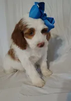 processed/20012ced-c8be-46b5-ad45-e70cc4697db5/listing/0c3da1b5-6505-47de-8f48-e0f5ebb099fa/a106d8df-2f51-4fbe-98cf-a48e3a1f8856