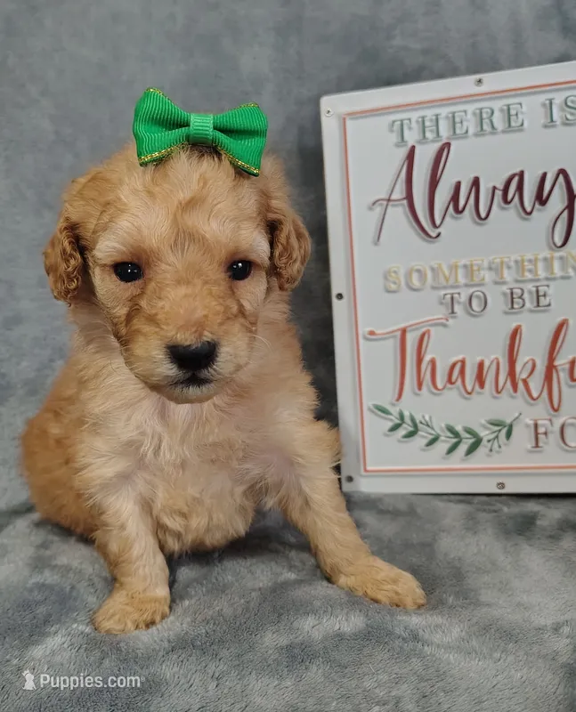 Navy F1B mini goldendoodle – Miniature Goldendoodle puppy for sale in Springfield, AR