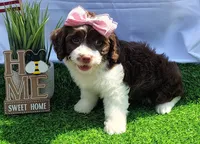 Kate F1 Sproodle, a female Springer Doodle for sale in Springfield, AR – 4 of 7