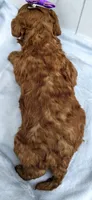 Joy F1B mini goldendoodle, a female Miniature Goldendoodle for sale in Springfield, AR – 5 of 6