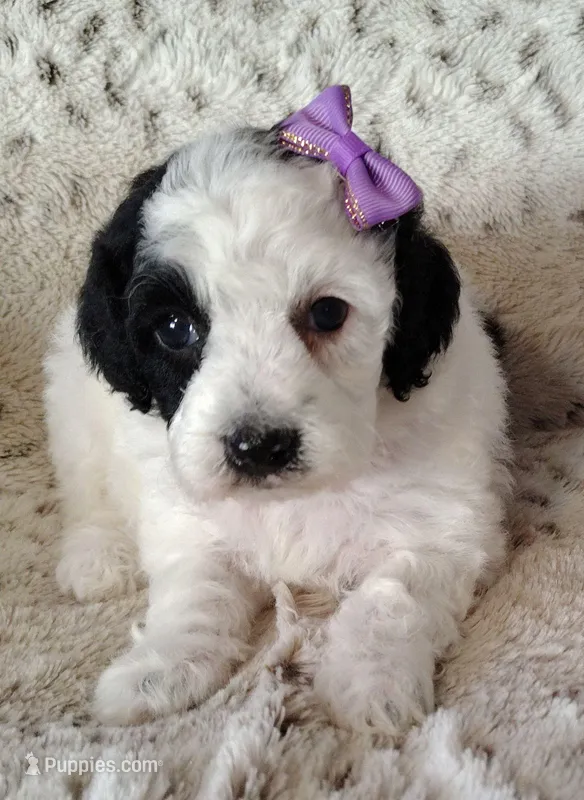 Faye F1b mini cockapoo 