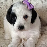 Faye F1b mini cockapoo , a female Cockapoo for sale in Springfield, AR – Photo 7 of 10