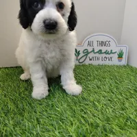 Faye F1b mini cockapoo , a female Cockapoo for sale in Springfield, AR – Photo 8 of 10